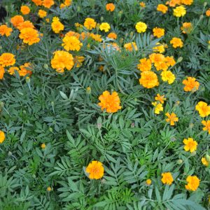 Marigolds