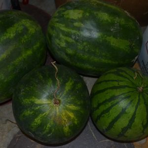 Watermelon - Red Seedless