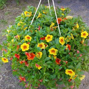 Hanging Baskets